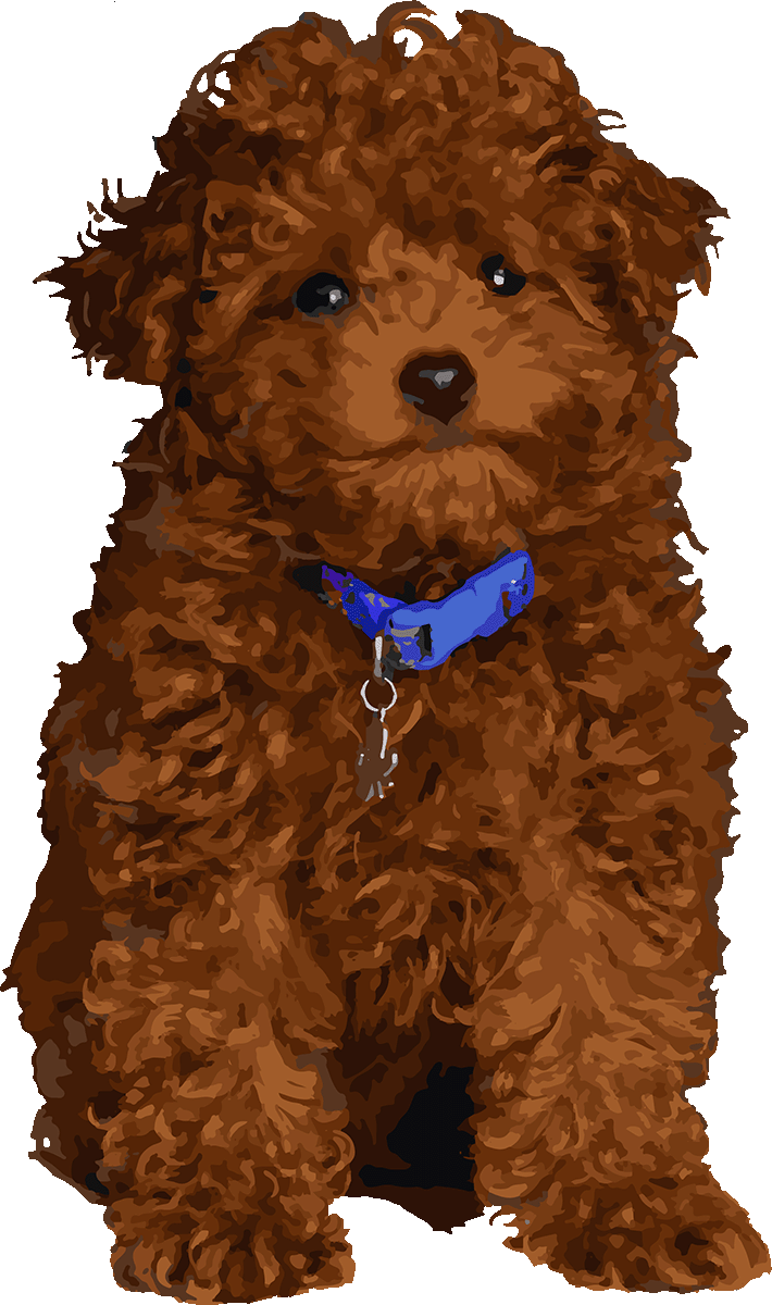 pablo-rework-puppy-web